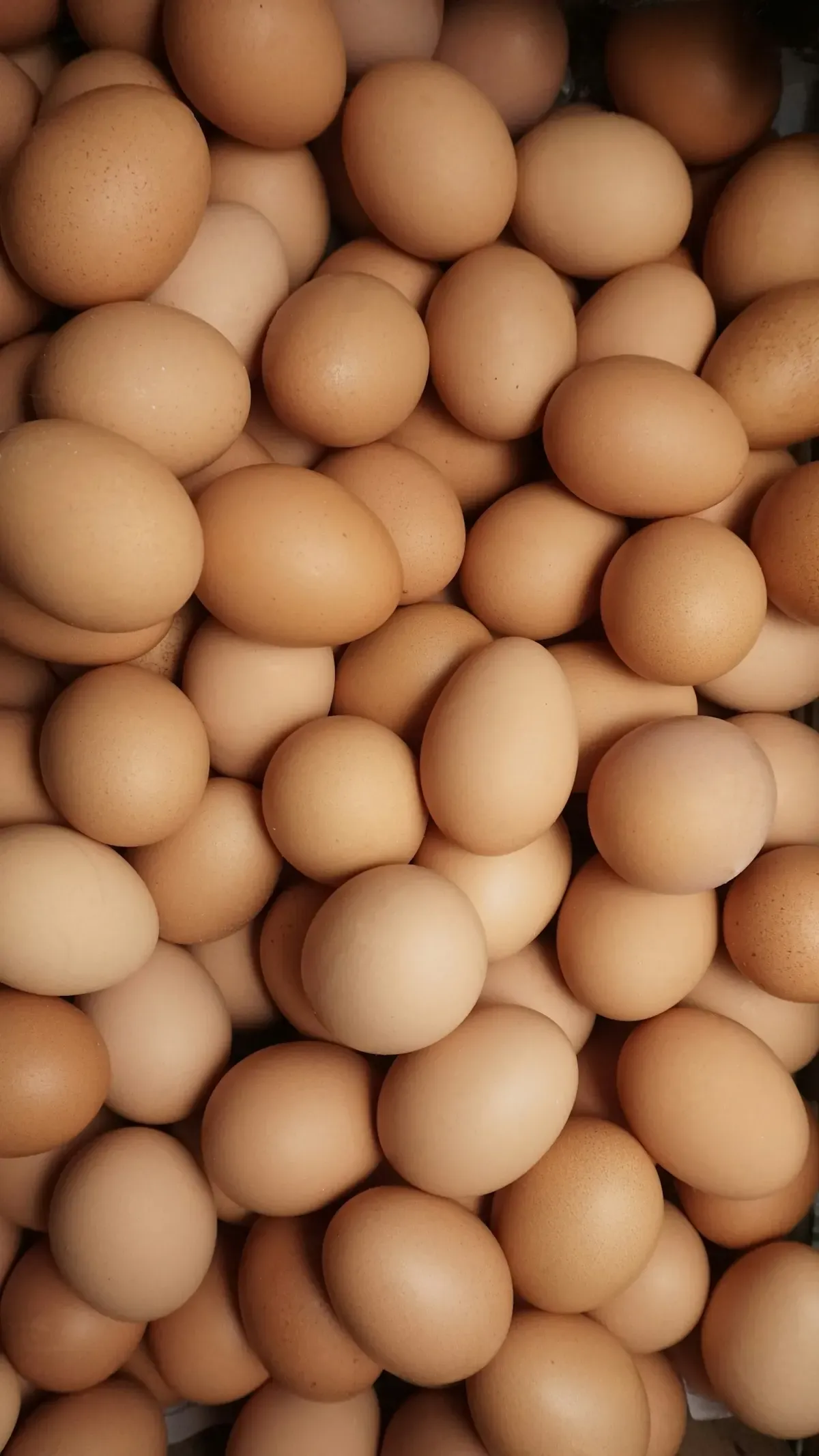 Ovos de galinha marrons agrupados