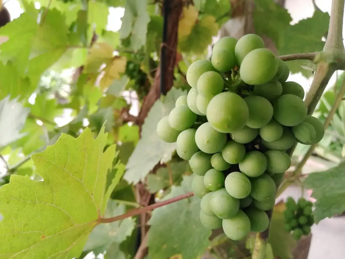 Cacho de uvas no pé